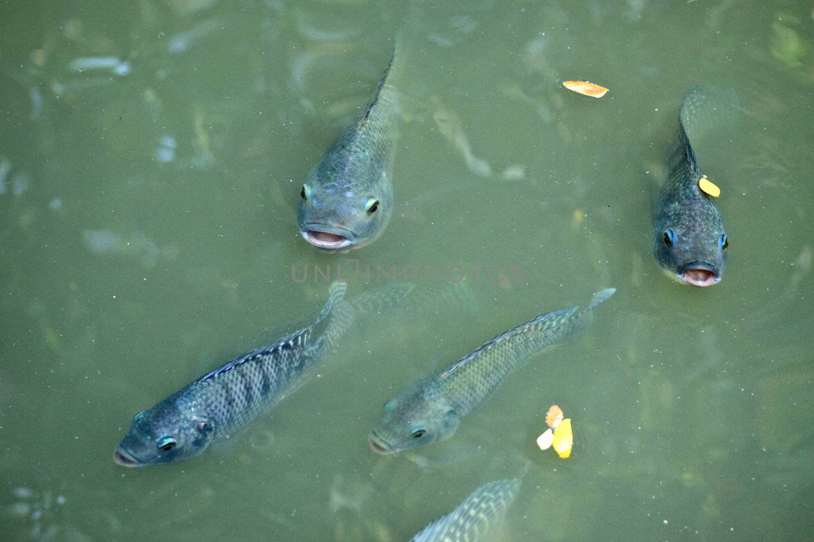 funny fishes with opened mouth looking from water