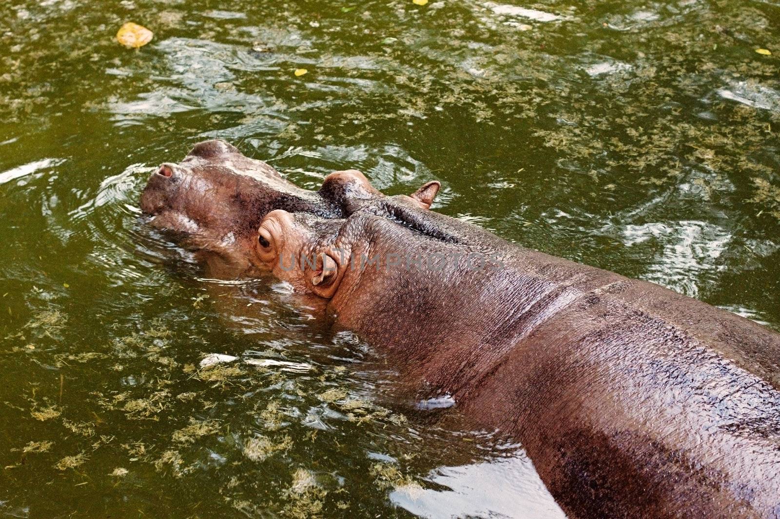 huge brown behemoth lies in the water