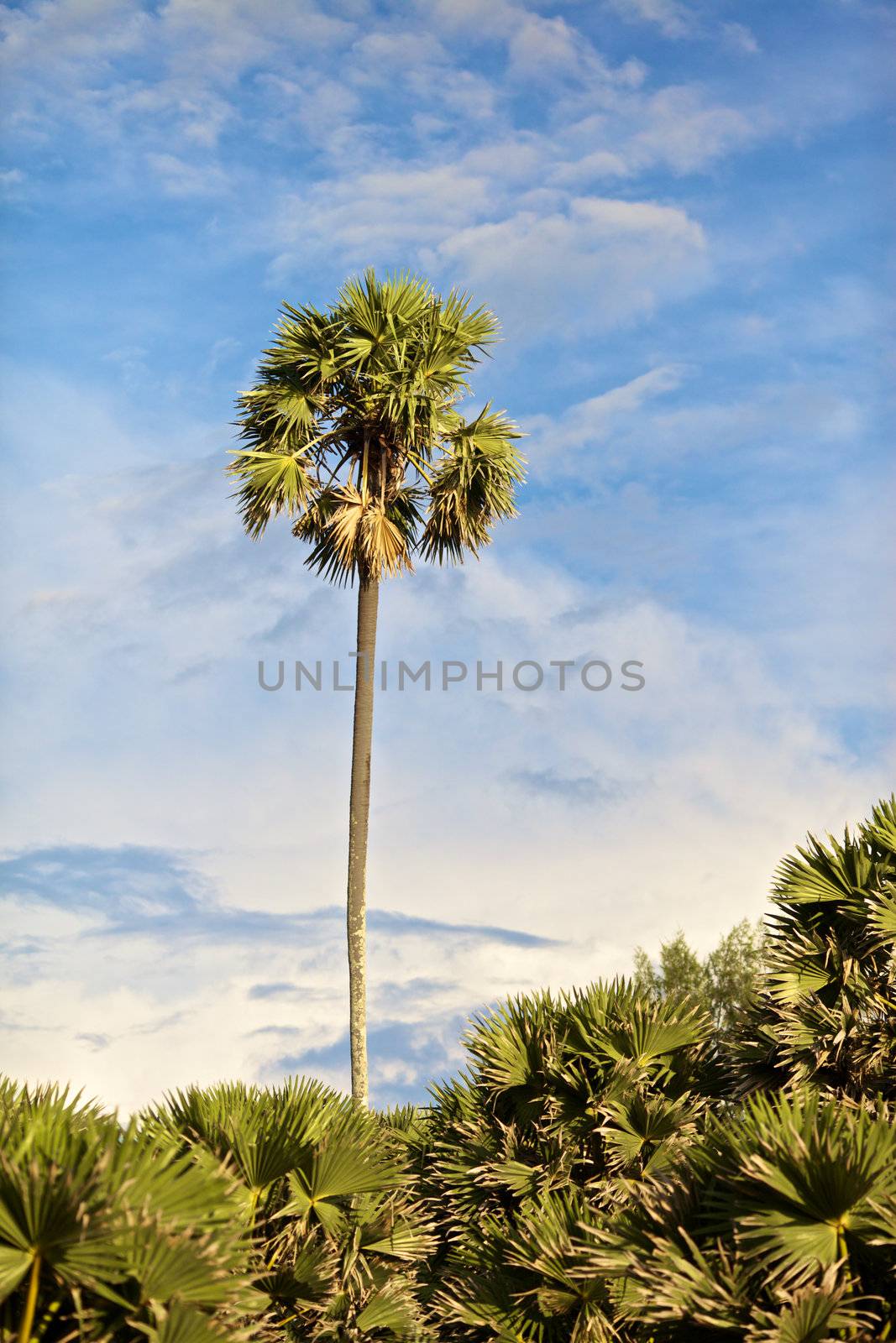 green coconut palm against blue sky background