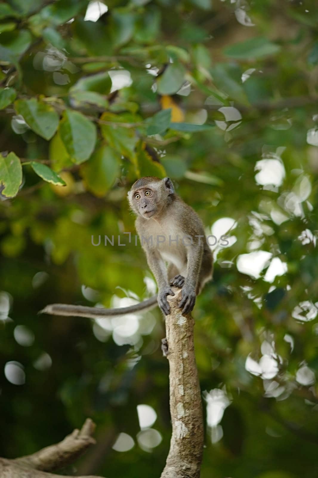 macaque monkey sitting on tree and ready to jump