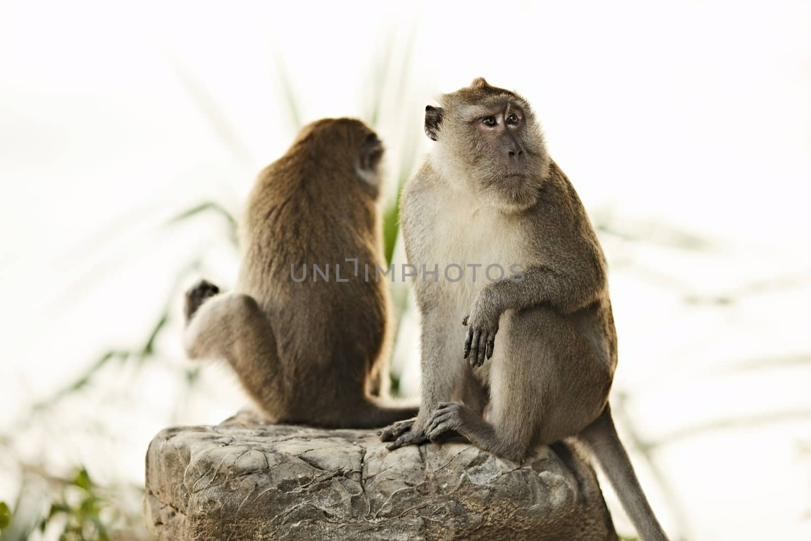 two macaque monkey sitting on big stone