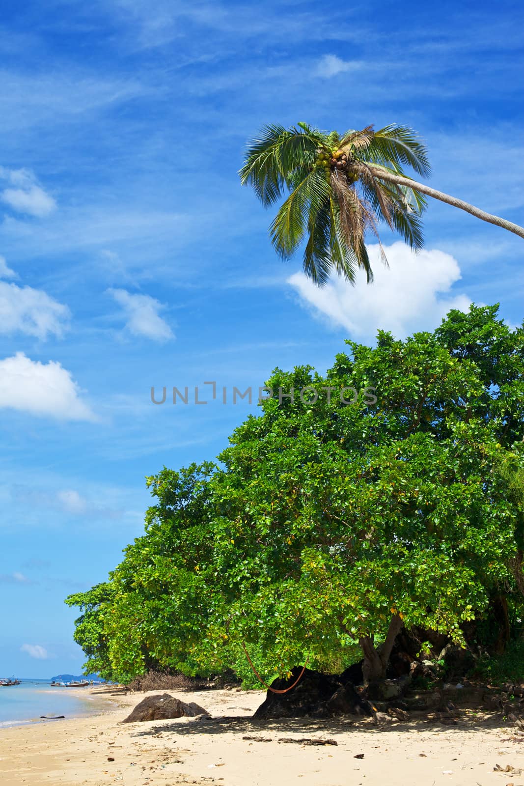 green coconut palm on sand beach, Thailand