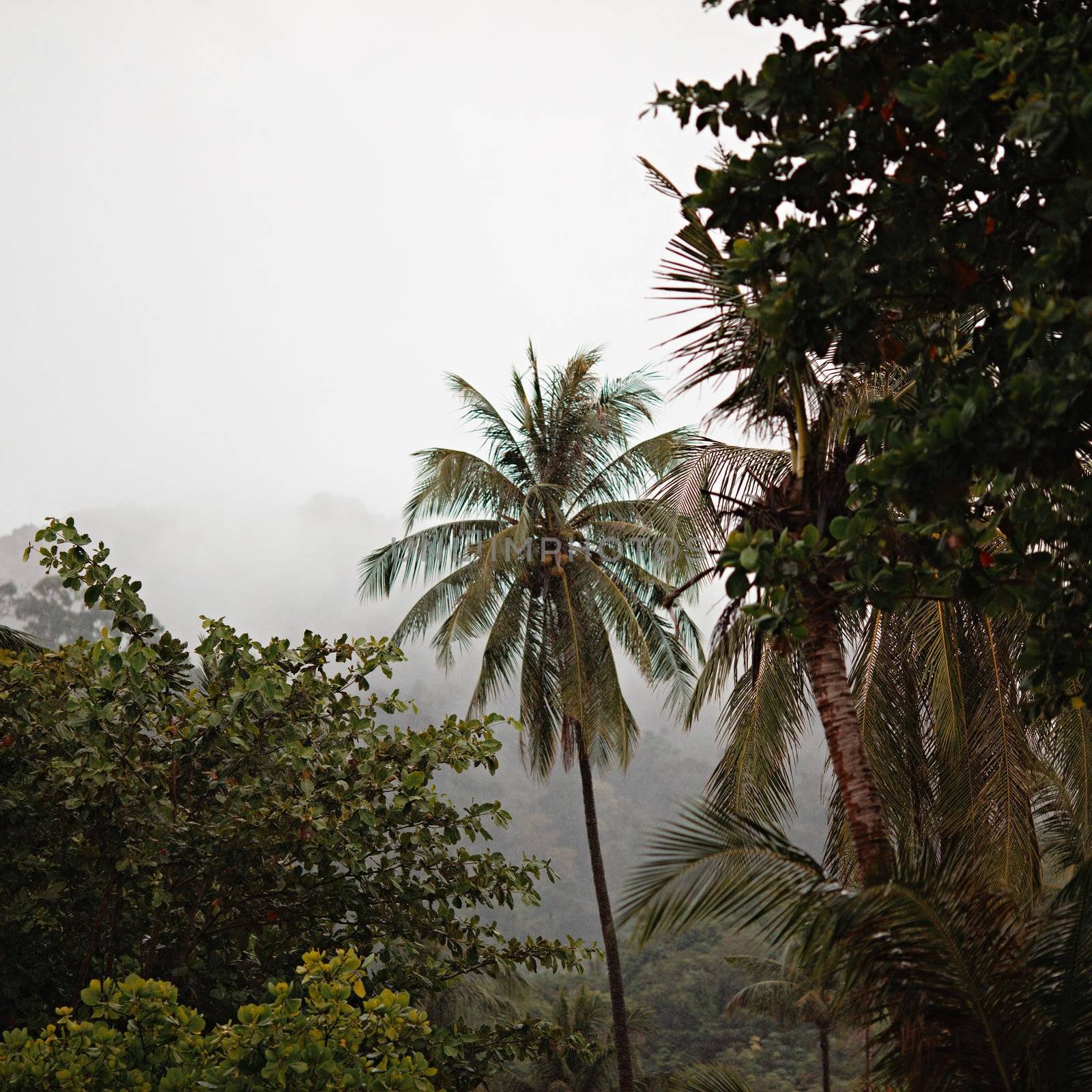 jungle under strong rain, Thailand, Andaman Shore