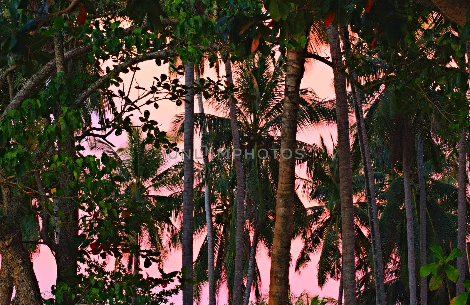 jungle at crimson sunset, Thailand, Andaman Shore