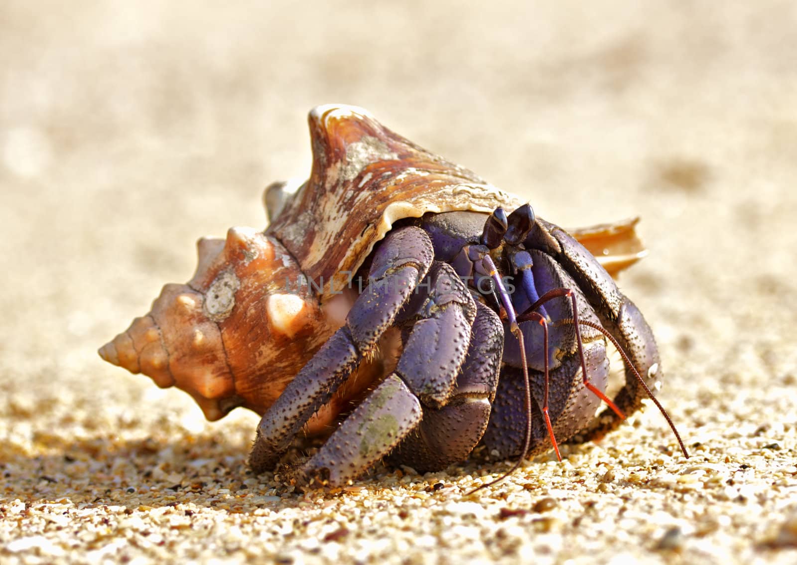 Hermit Crab by petr_malyshev