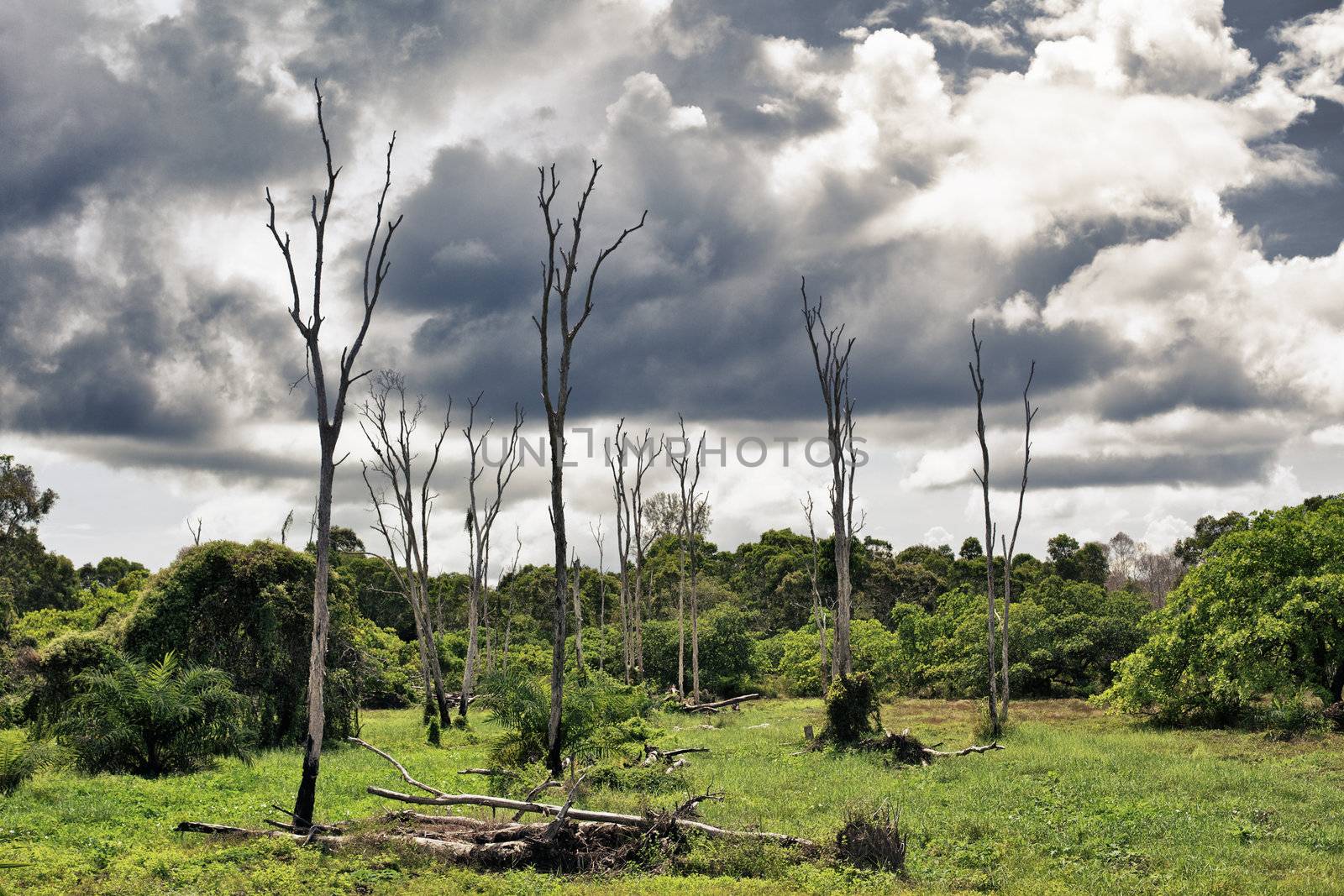 dry dead trees on swamp, Krabi, Thailand
