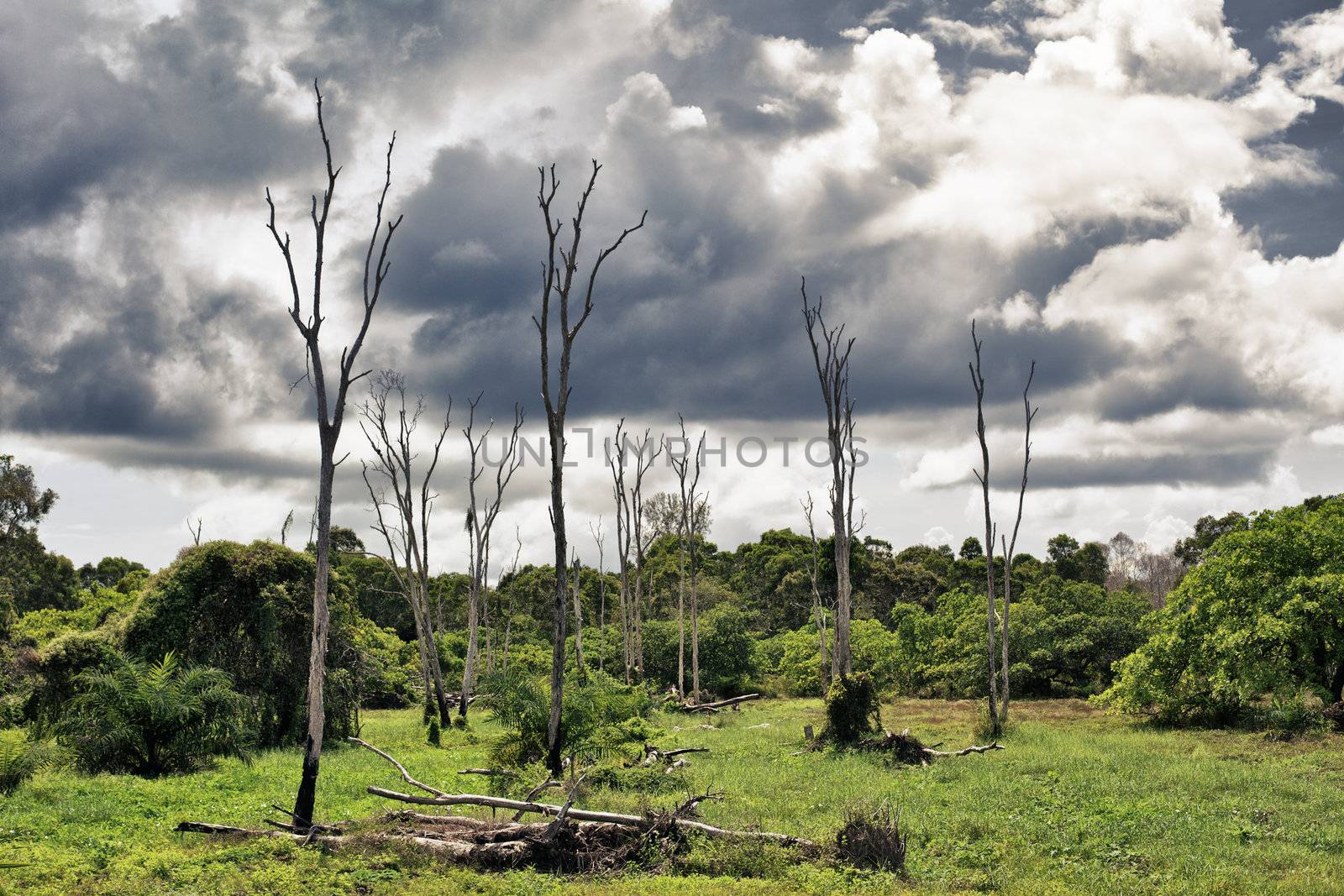 Dry Trees on Swamp by petr_malyshev