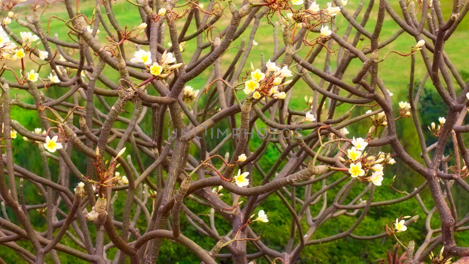 white plumeria flowers, at sunny day, background