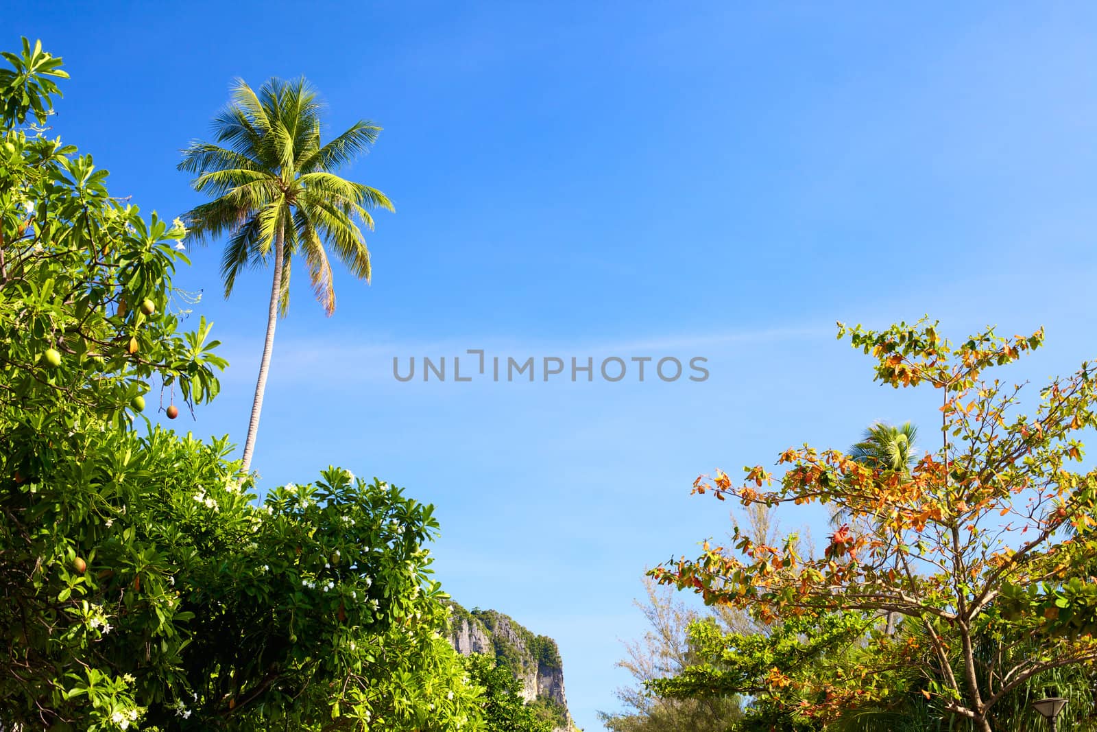 green thai trees against blue sky background