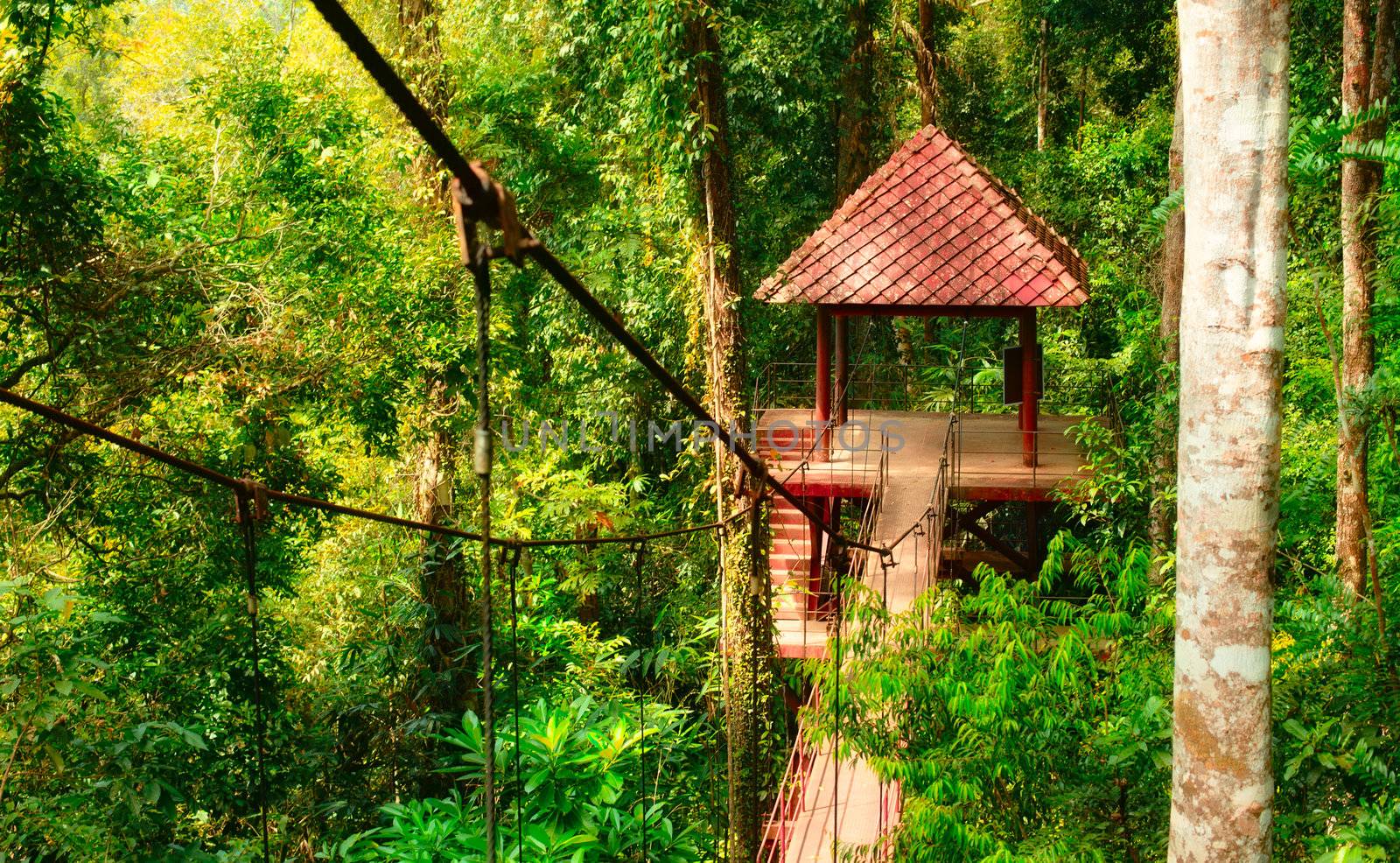 canopy way in botanical garden at Trang, Thailand