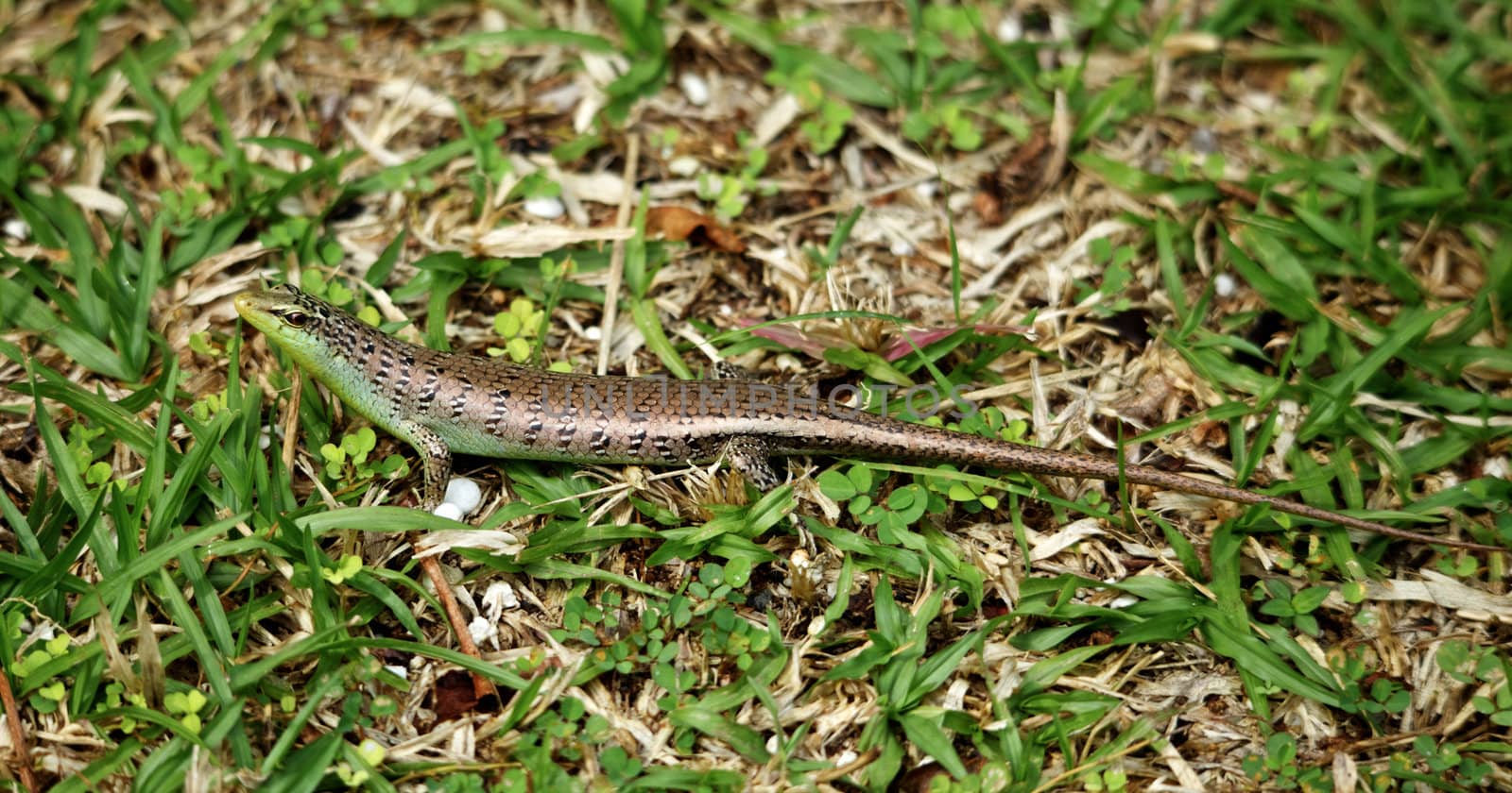 Small Skink by petr_malyshev