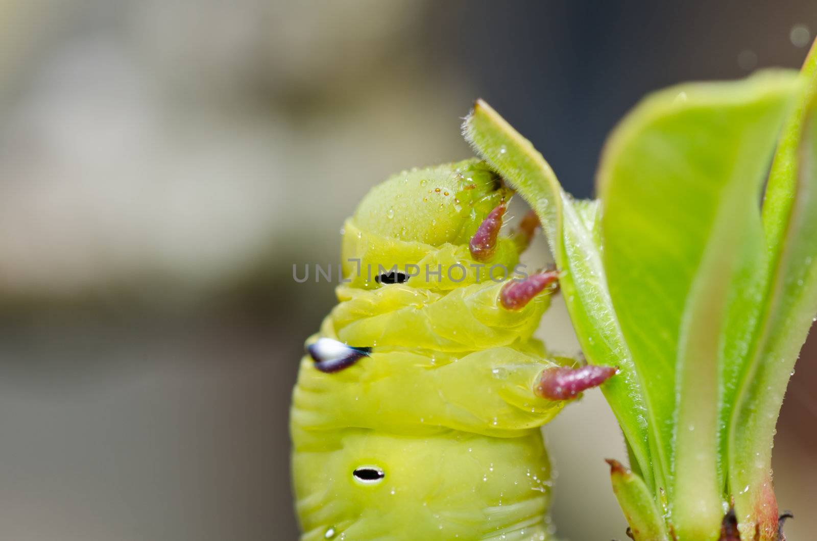 worm in green nature or in the garden