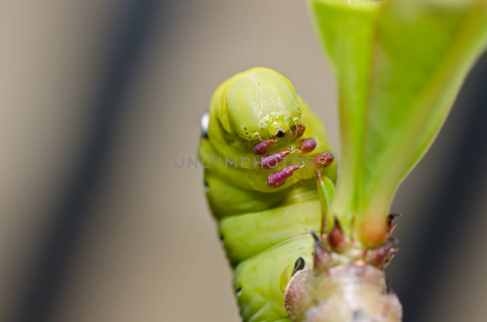 worm in green nature or in the garden