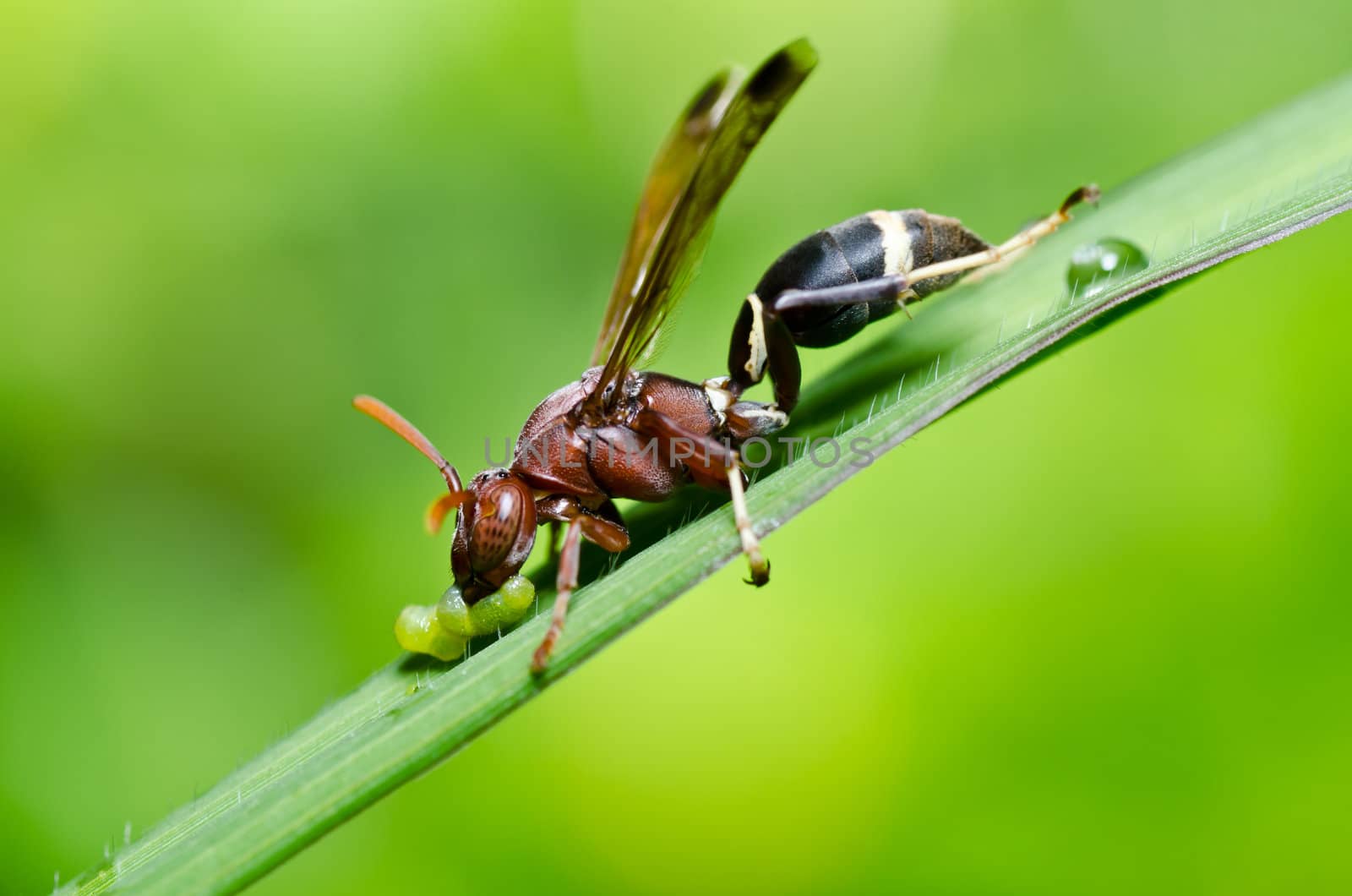 wasp in green nature or in garden. It's danger.