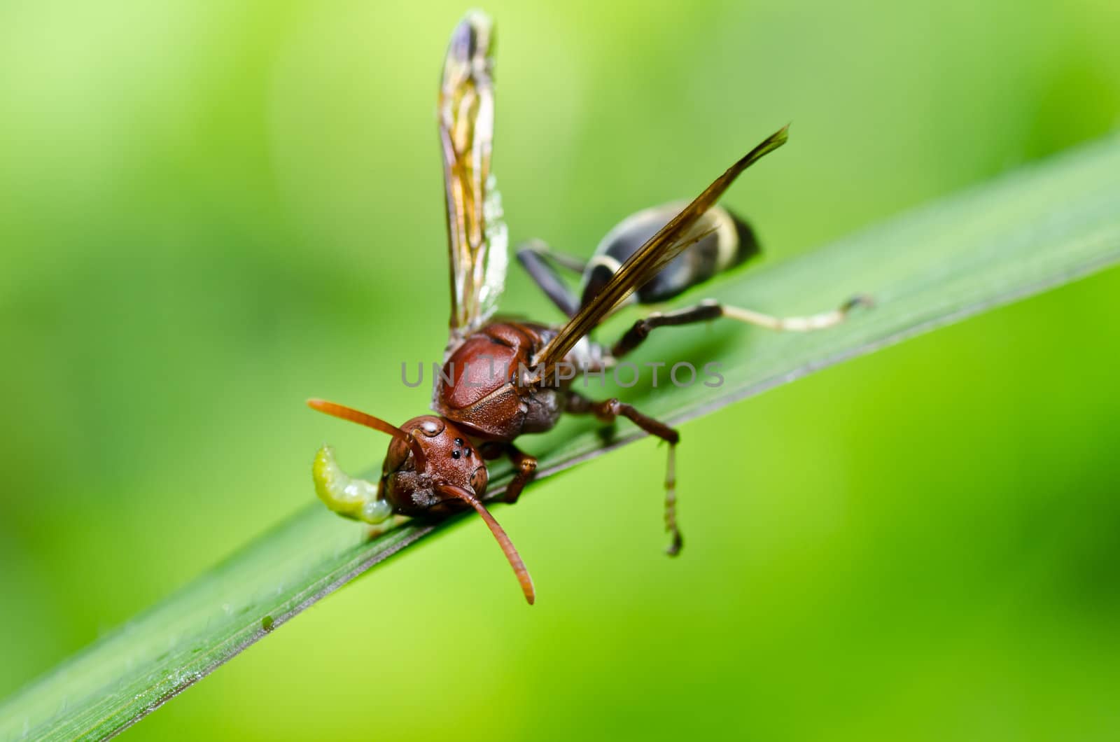 wasp in green nature or in garden. It's danger.