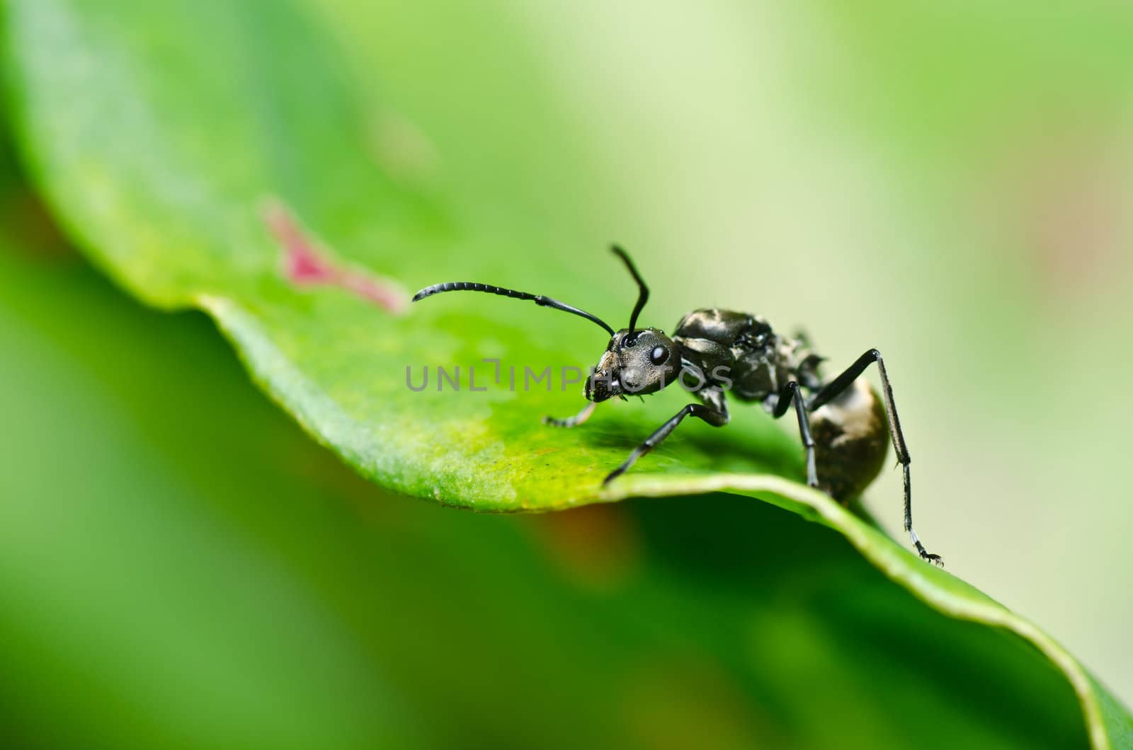 black ant in green nature or in the garden