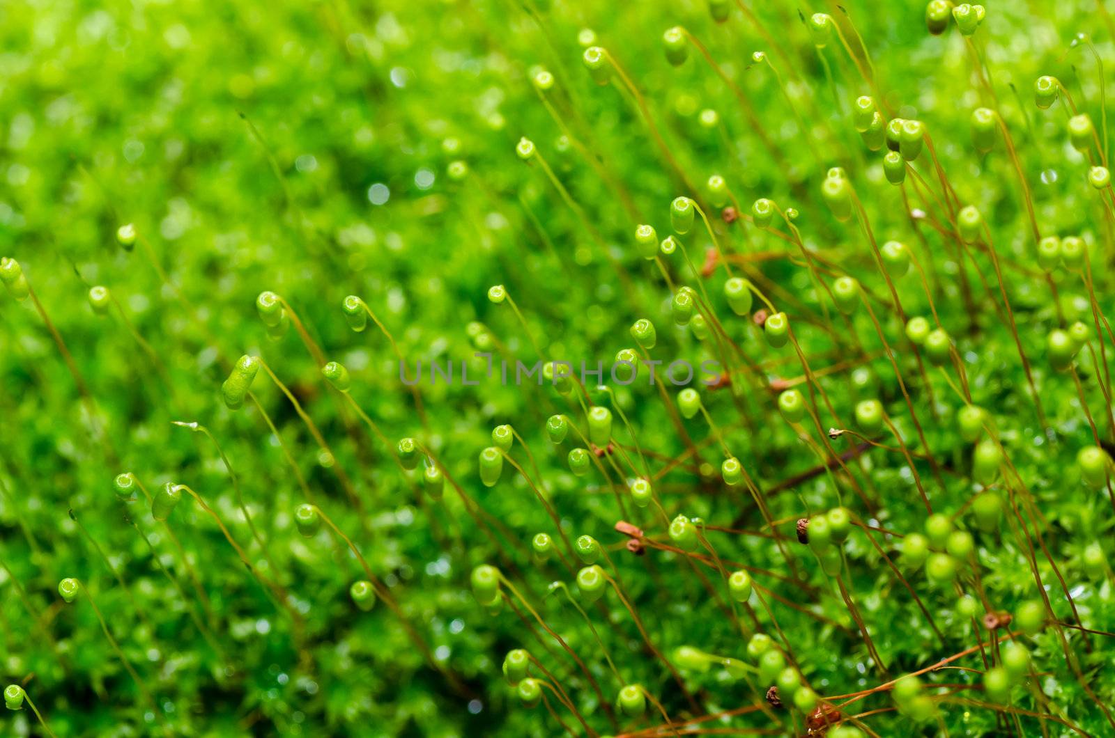 Fresh moss in green nature or in old stone or old wall