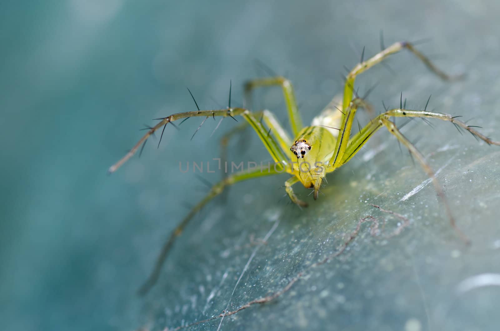 long legs spider in green nature or the garden