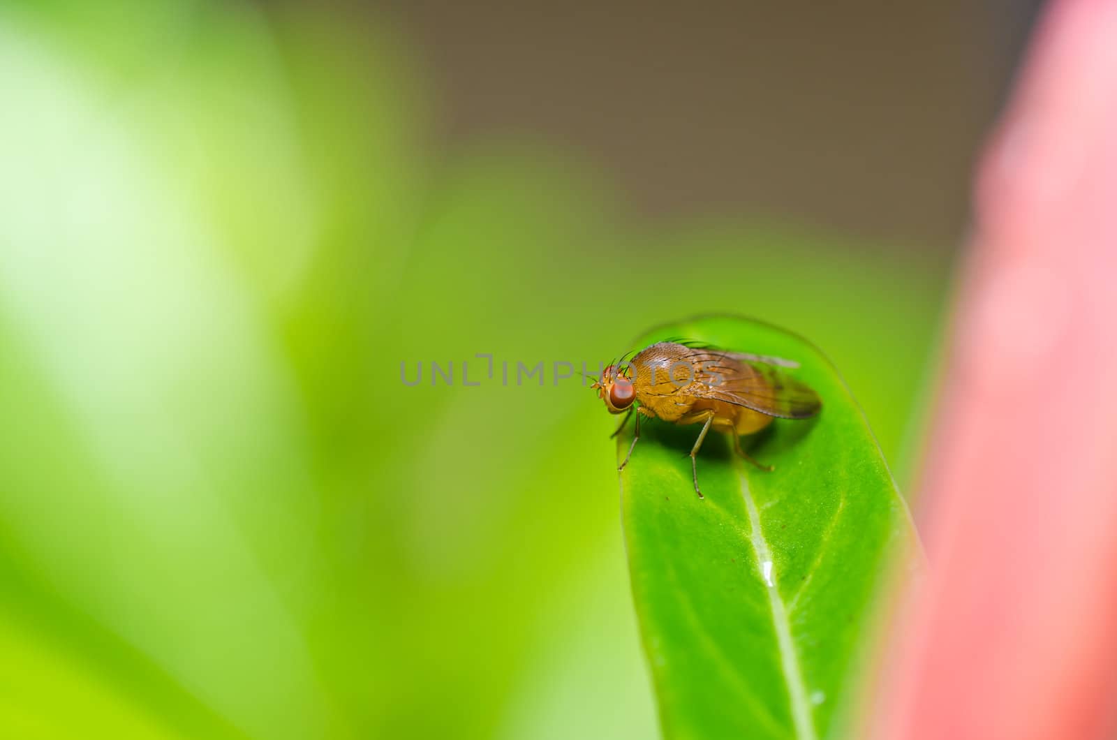 fly in green nature or in the city