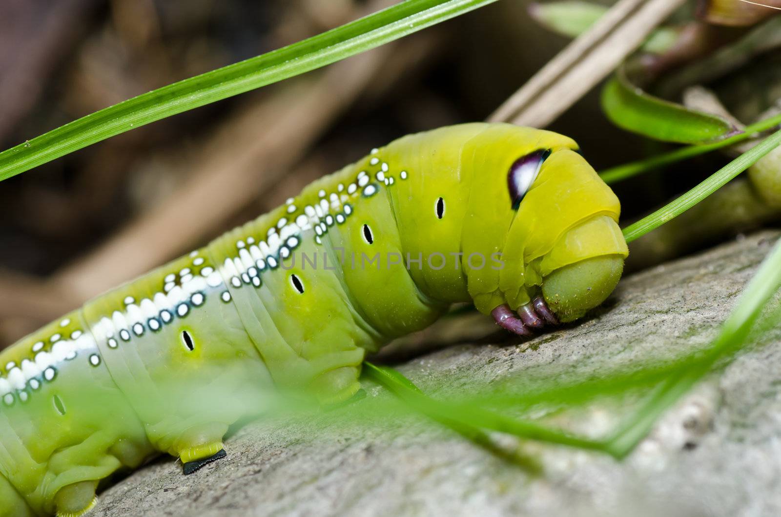 worm in green nature or in the garden