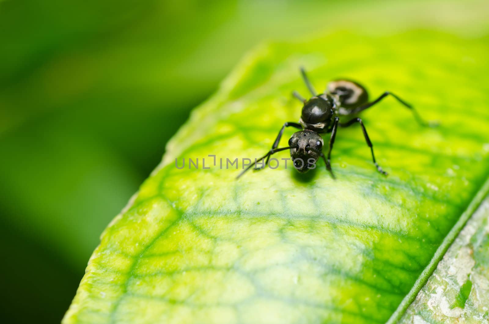 black ant in green nature or in the garden