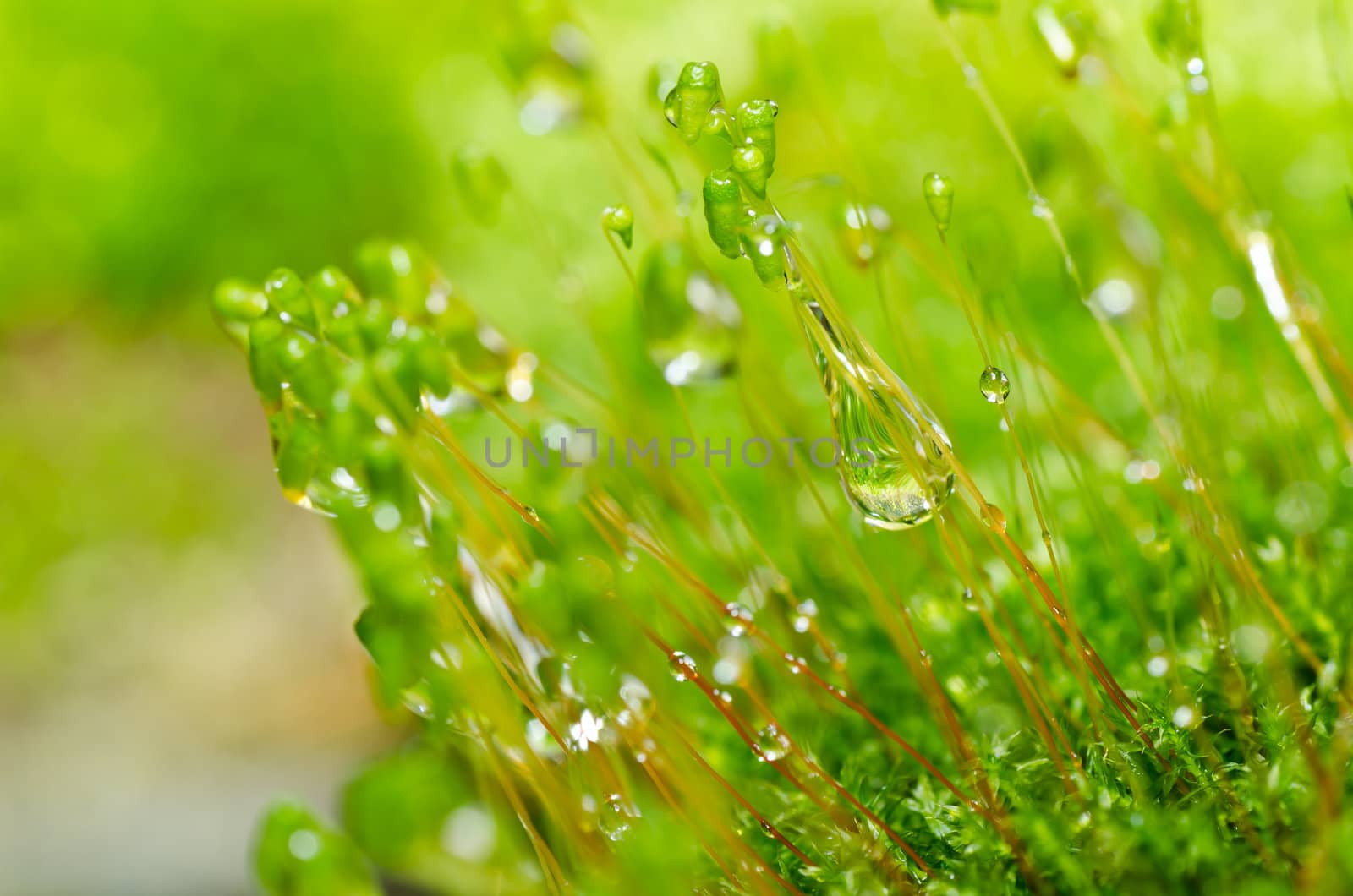 Fresh moss in green nature or in old stone or old wall