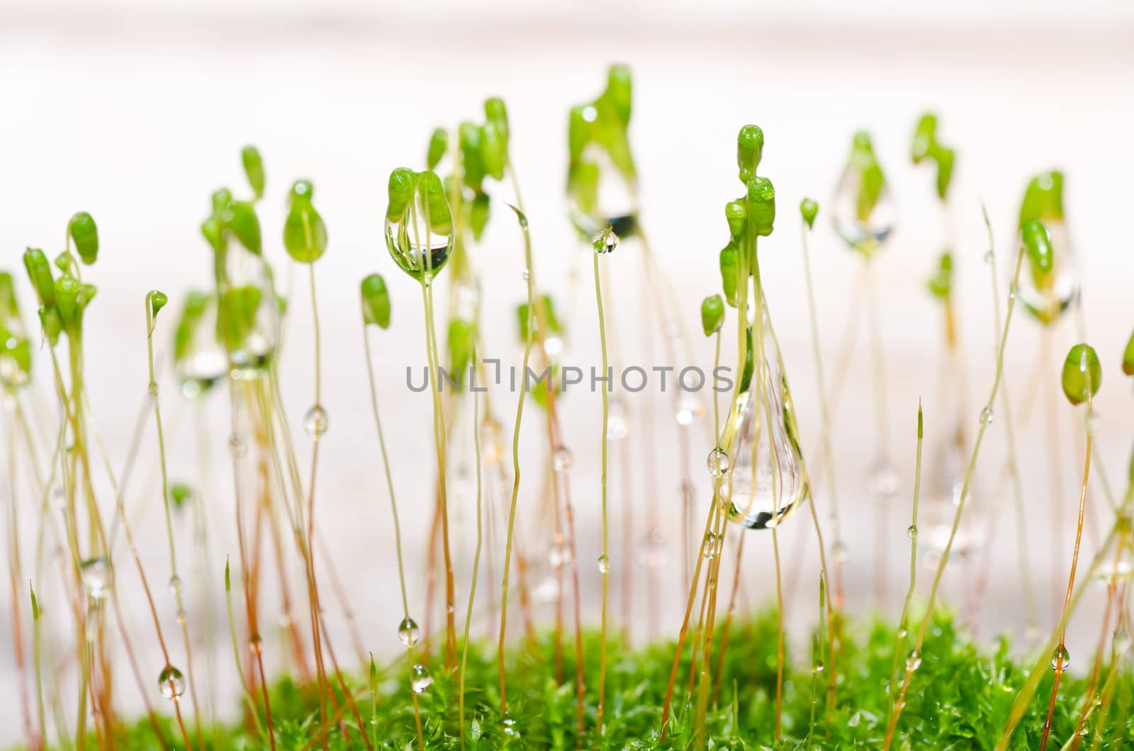 Fresh moss in green nature or in old stone or old wall