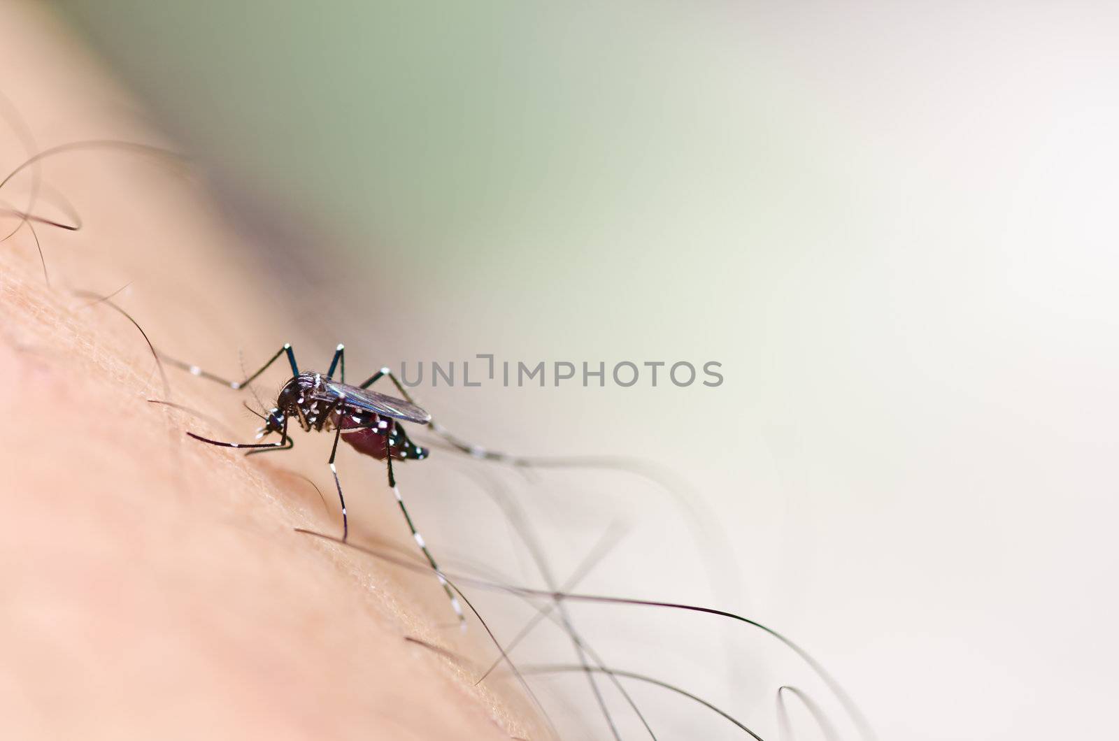 mosquito in nature or in the city