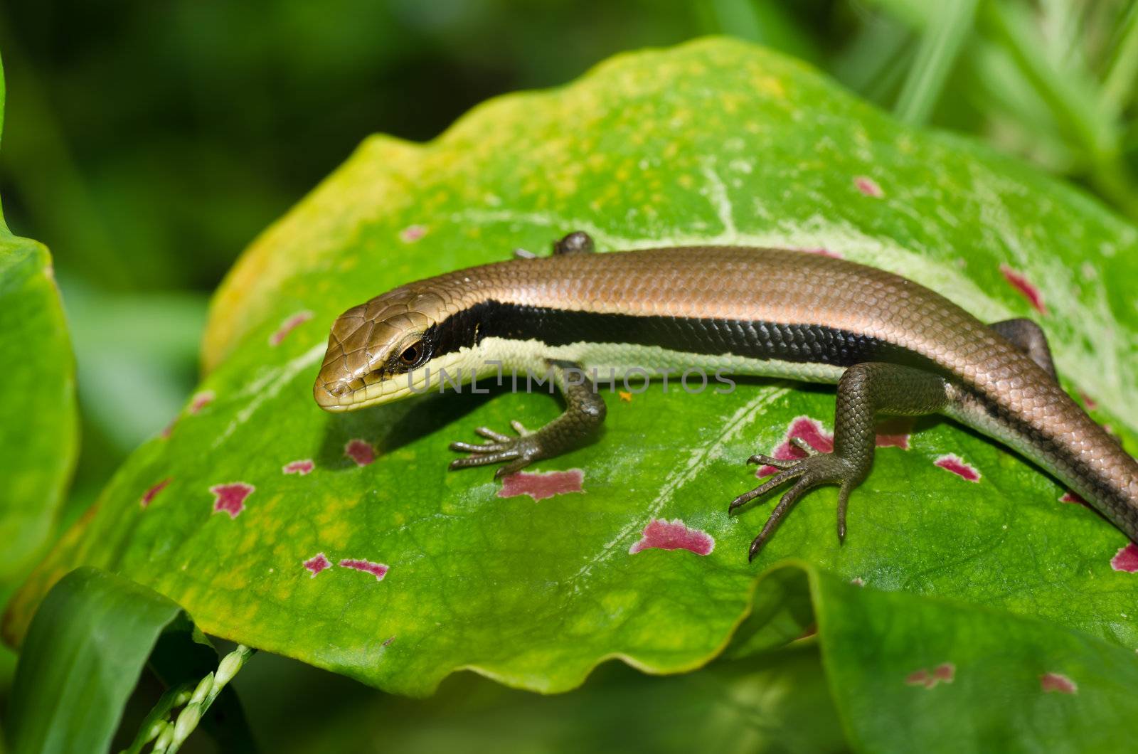 hide Skink in garden or in green nature