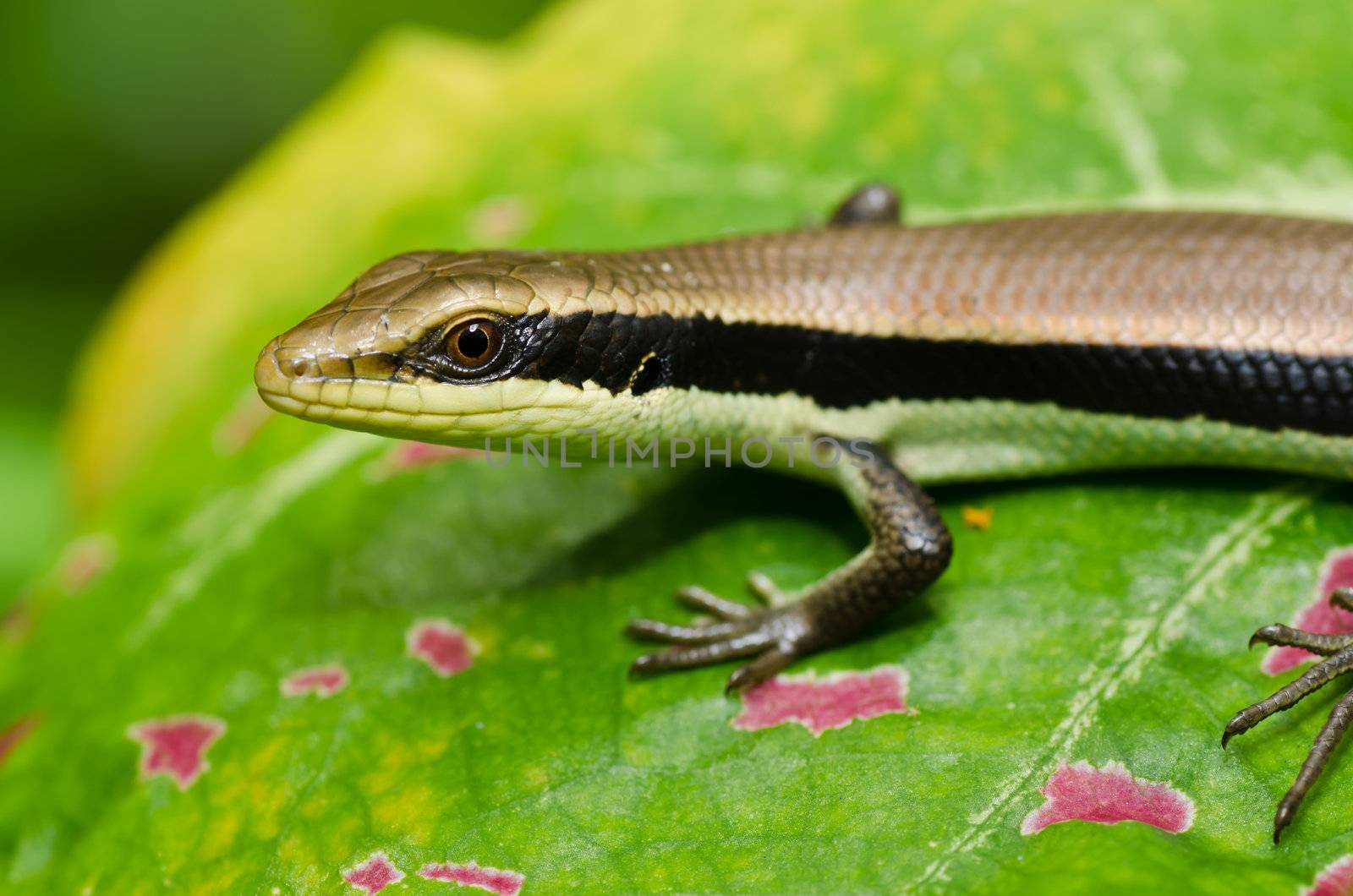 hide Skink in garden or in green nature