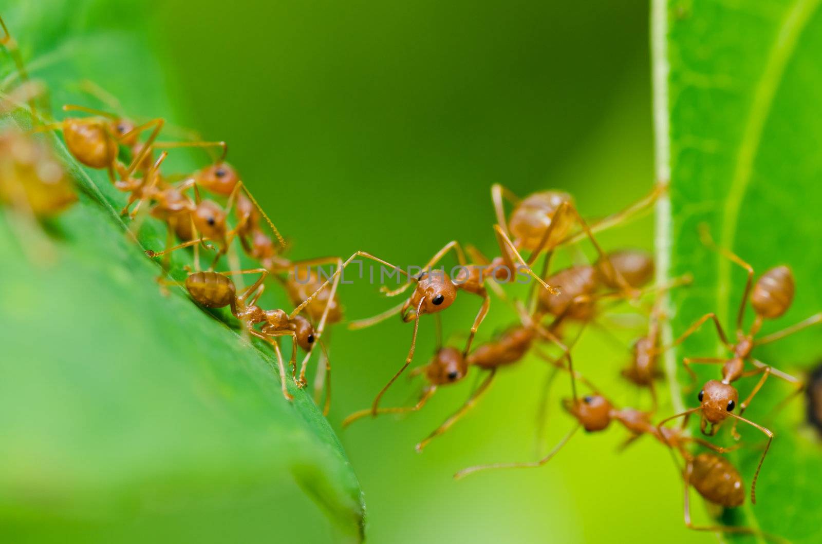 red ant in green nature or in forest