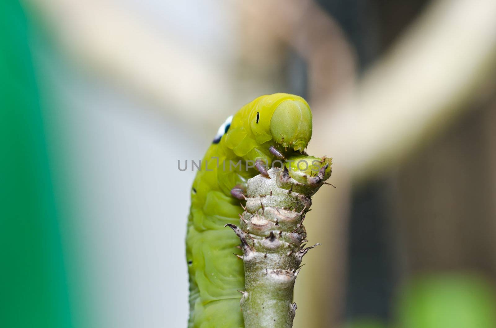 worm in green nature or in the garden