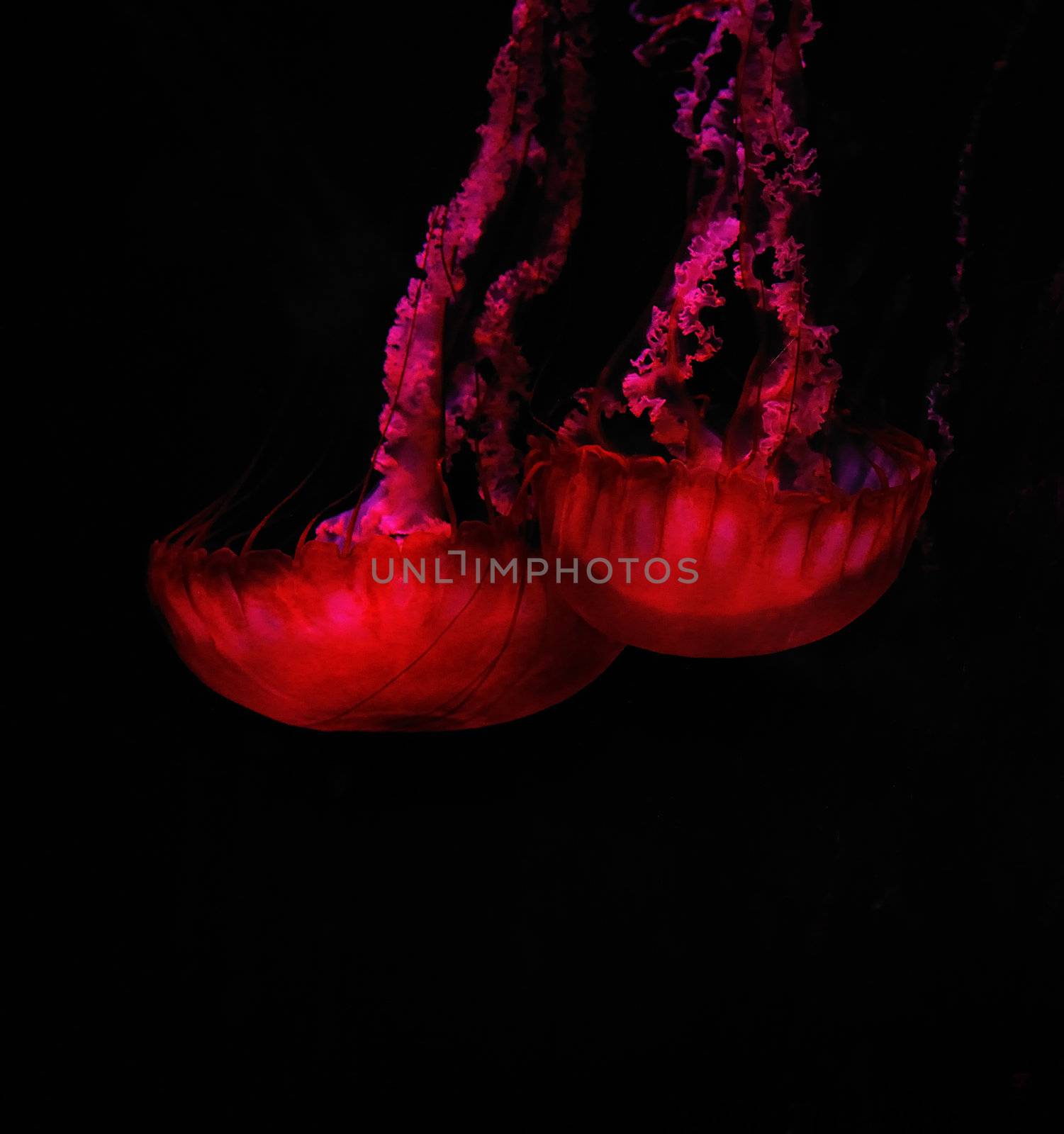 beautiful red jelly fishes in the dark of the sea