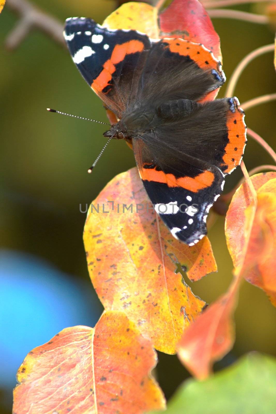 A brittle butterfly sitting amongst leaves