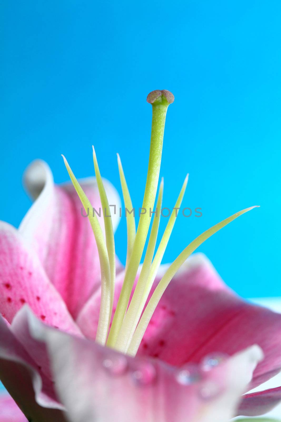 Part of flower closeup. Flower on blue background