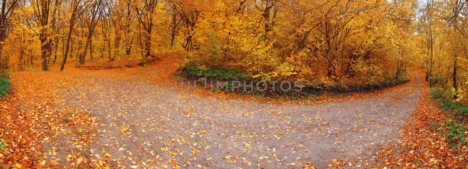 A panoramic image of road in autumn forest