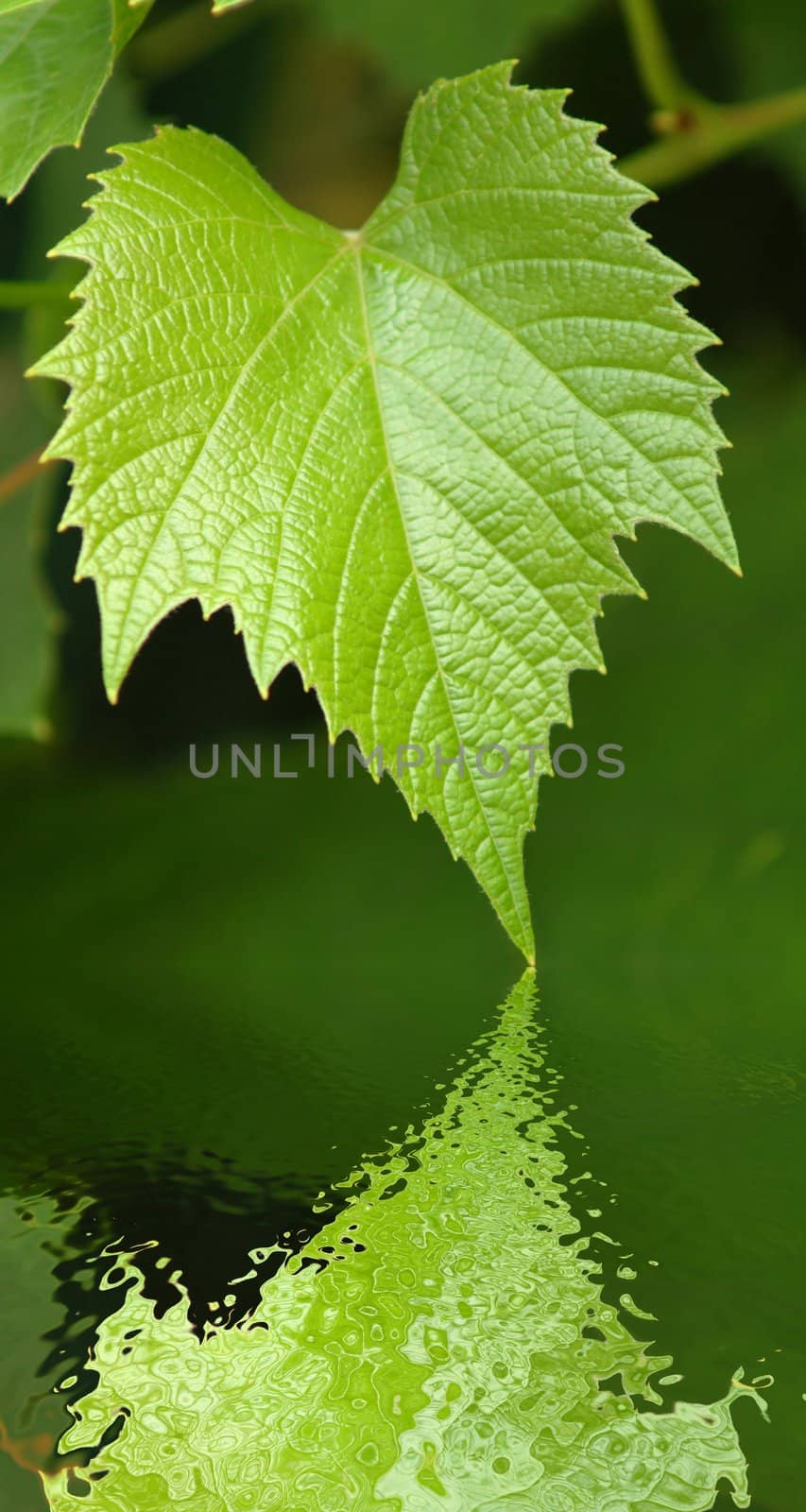 The image of a green grape leaf