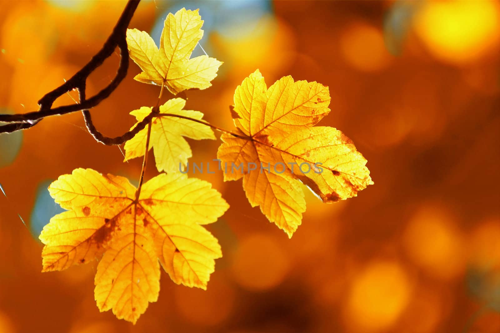 A background  of yellow maple leaves