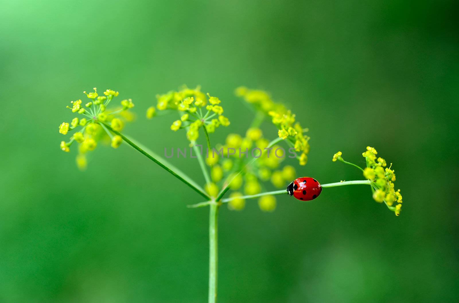 An image of a tiny red ladybird on a plant