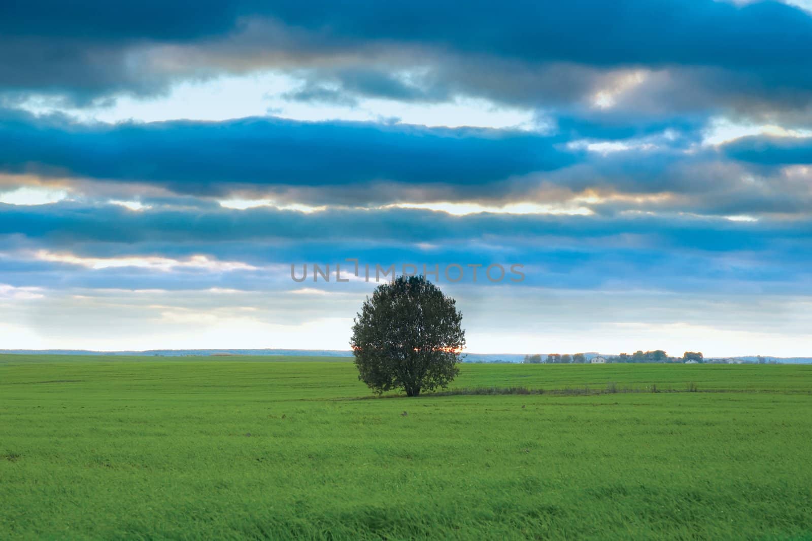 An image of green field under blue sky