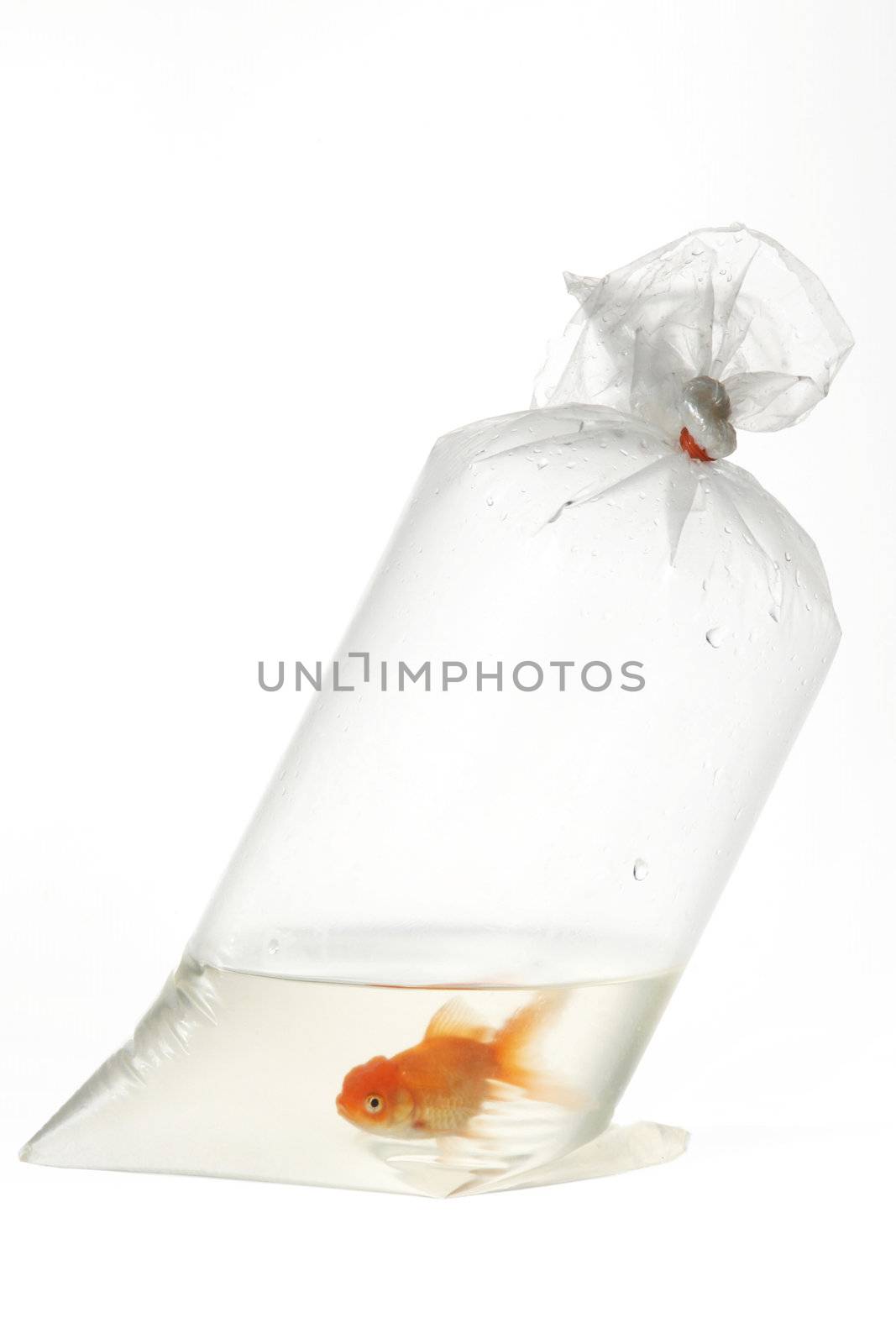 An image of golden fish in plastic package