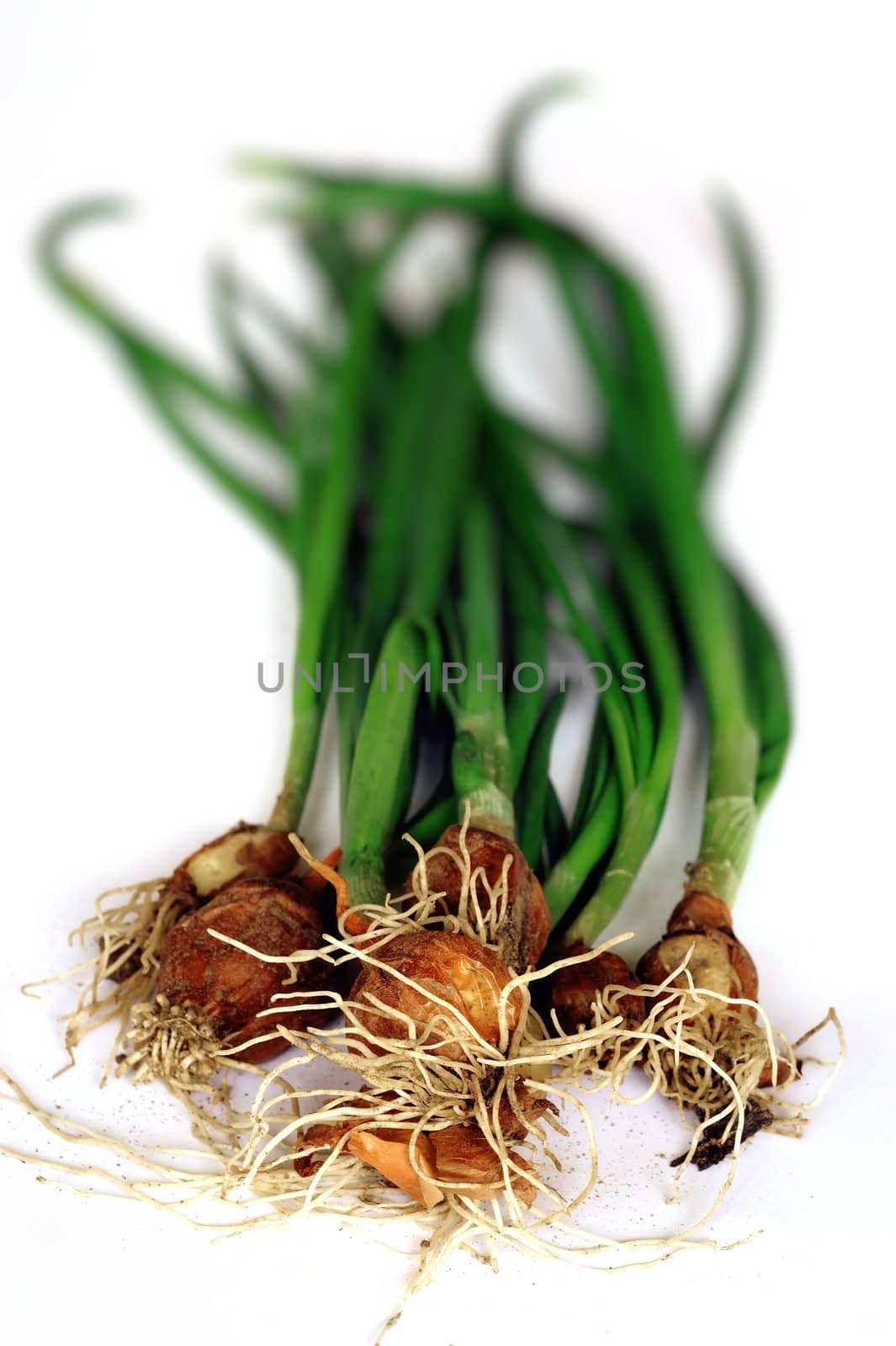 Green onion by velkol