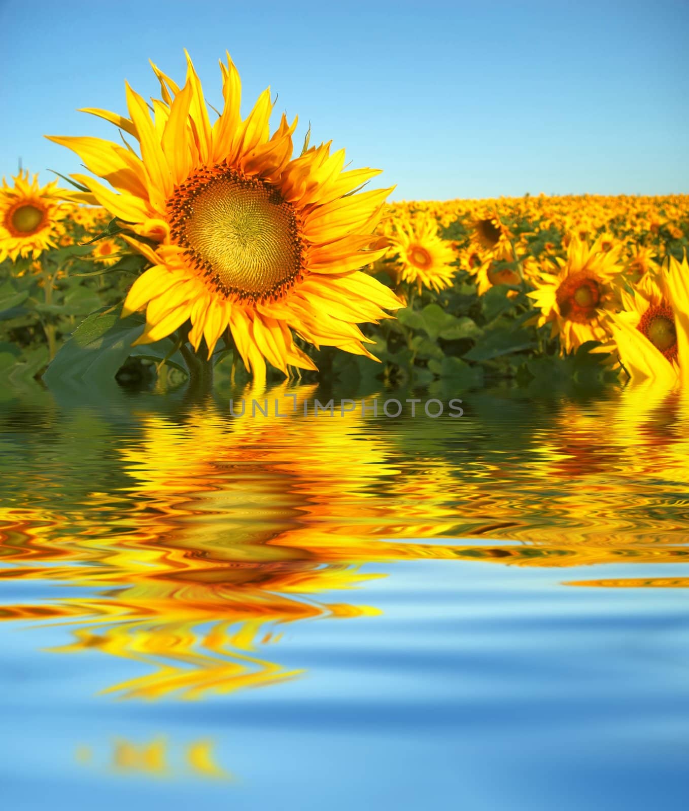 An image of yellow field of sunflowers 