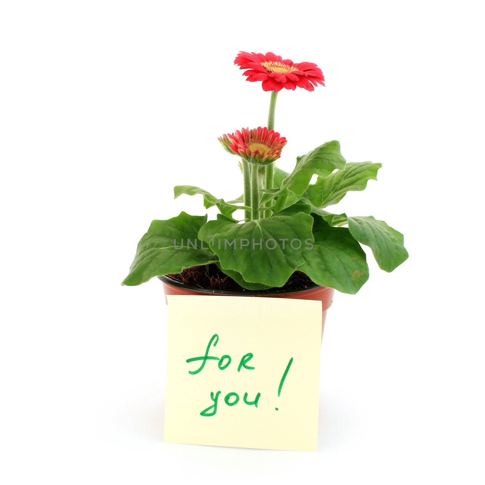 Gerbera in a pot with the inscription (for you)