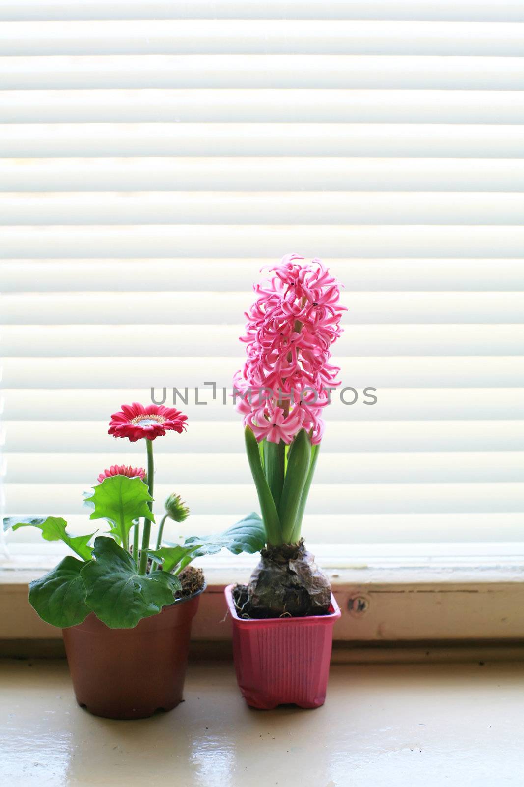 An image of two flowers in the pots