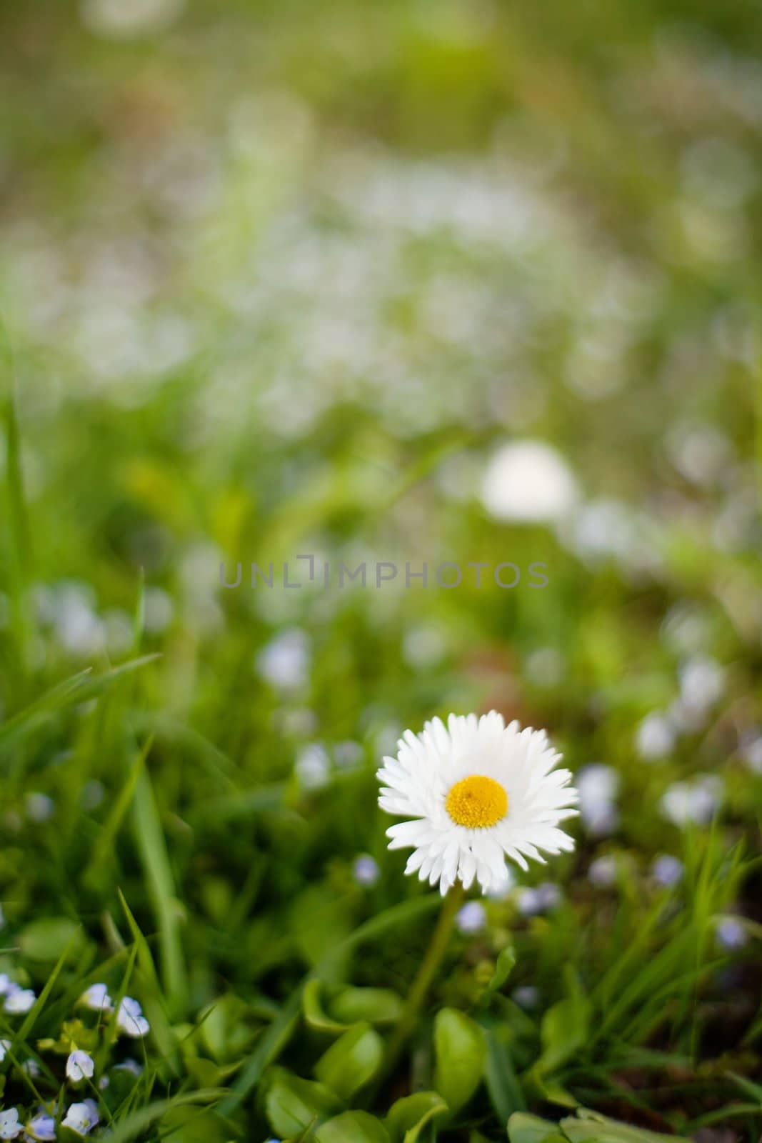 An image of a nice flower of daisy