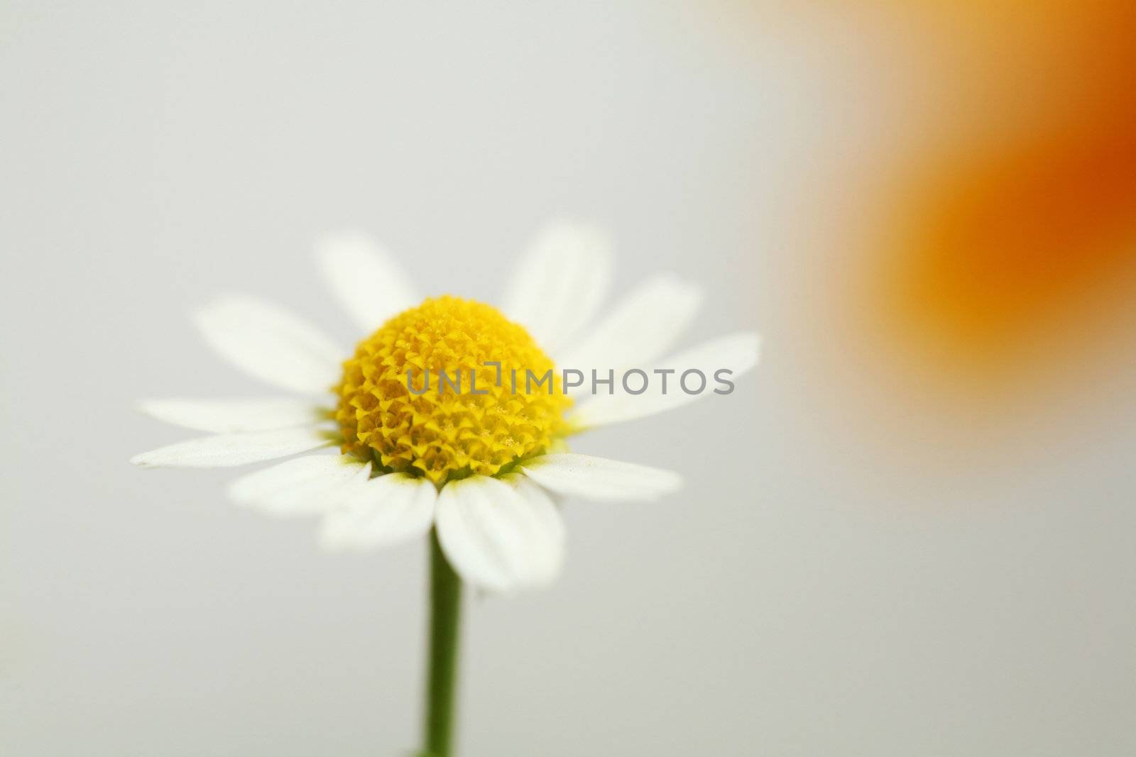 An image of white tiny flower of chamomile