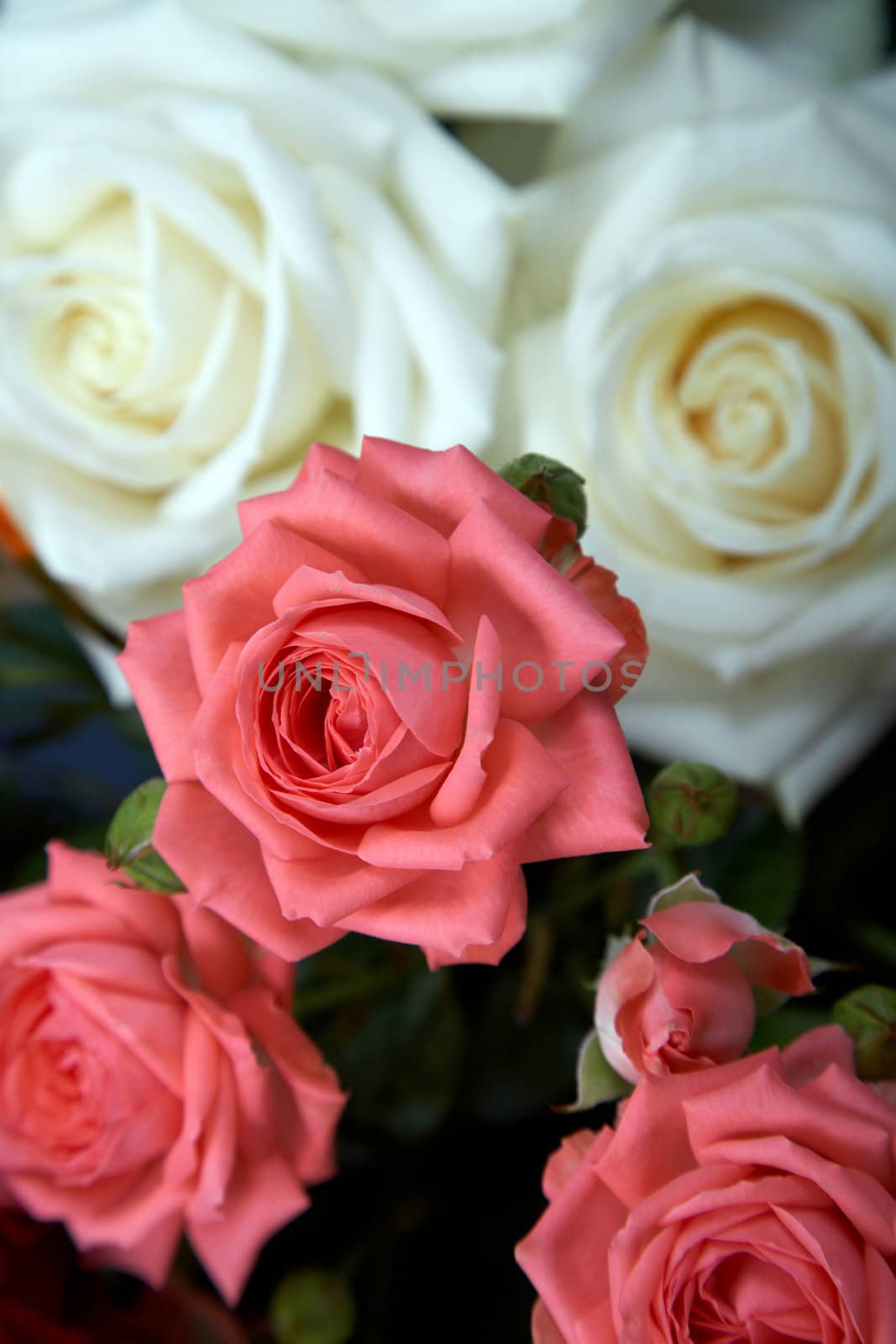 Pink and white roses by velkol