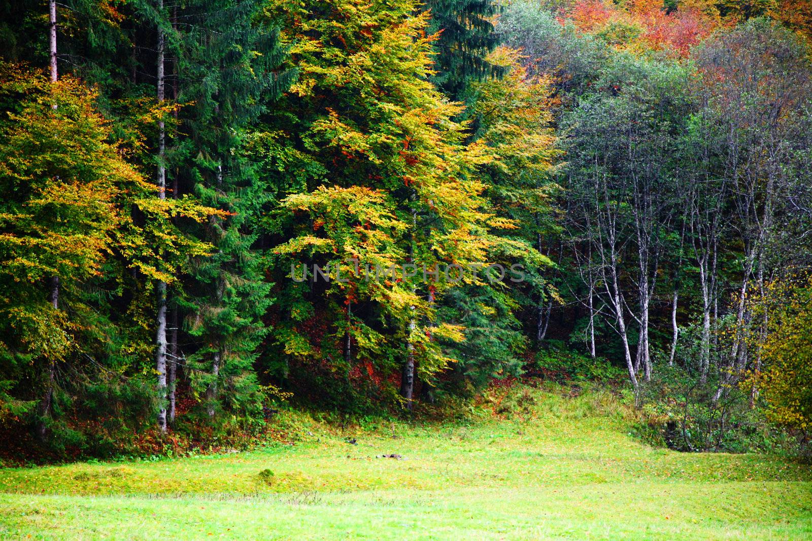 An image of a autumn trees in a wood