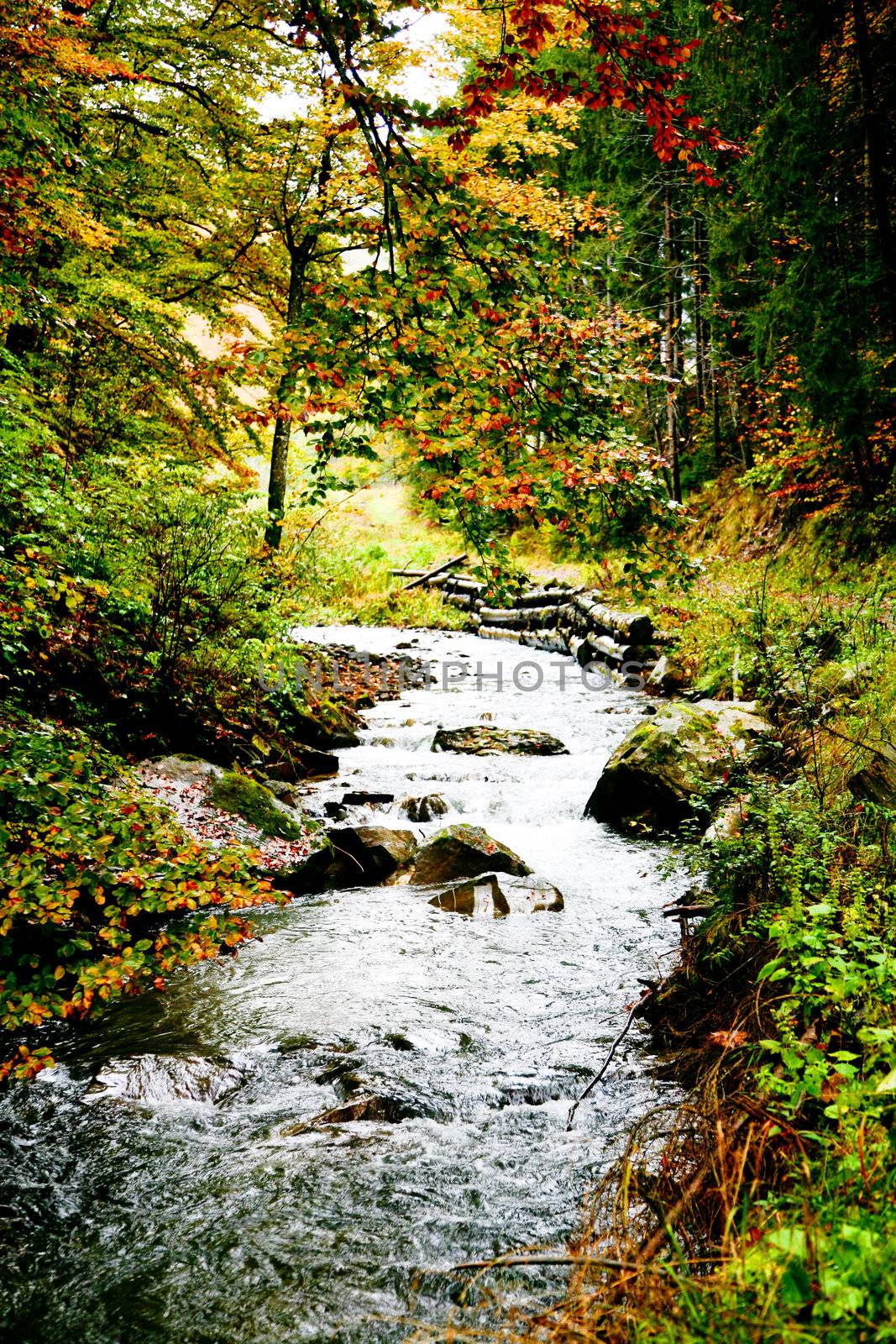 An image of river in autumn forest